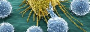 celula ycancer