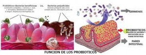 probioticos