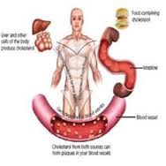 colesterol2
