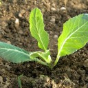 ES POSIBLE SER VEGANO Y SER UN BUEN DEPORTISTA.