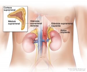 adrenalglandanatomy-spanish-enlarge