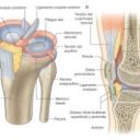 Las lesiones de la rodilla. Sabias todo esto?