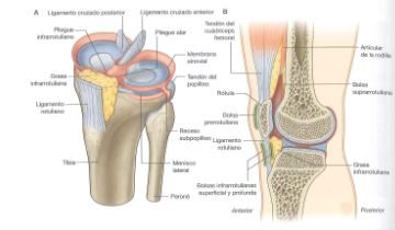 Las lesiones de la rodilla. Sabias todo esto?