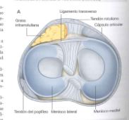 rodilla1