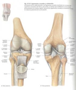 rodilla10