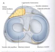 rodilla14