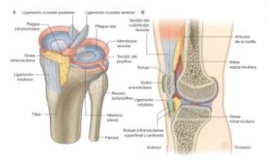 rodilla15