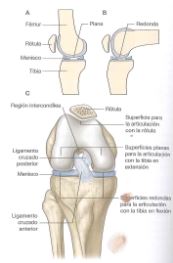 rodilla2