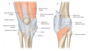 rodilla5