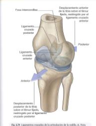 rodilla6