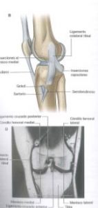 rodilla7