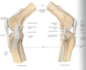 rodilla8