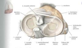 rodilla9