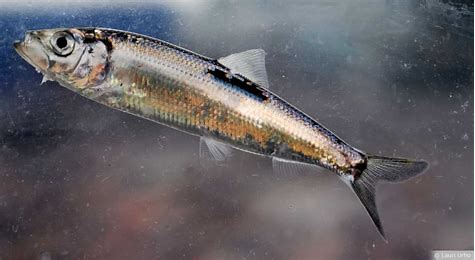 Arenque, pescado azul rico en omega-3