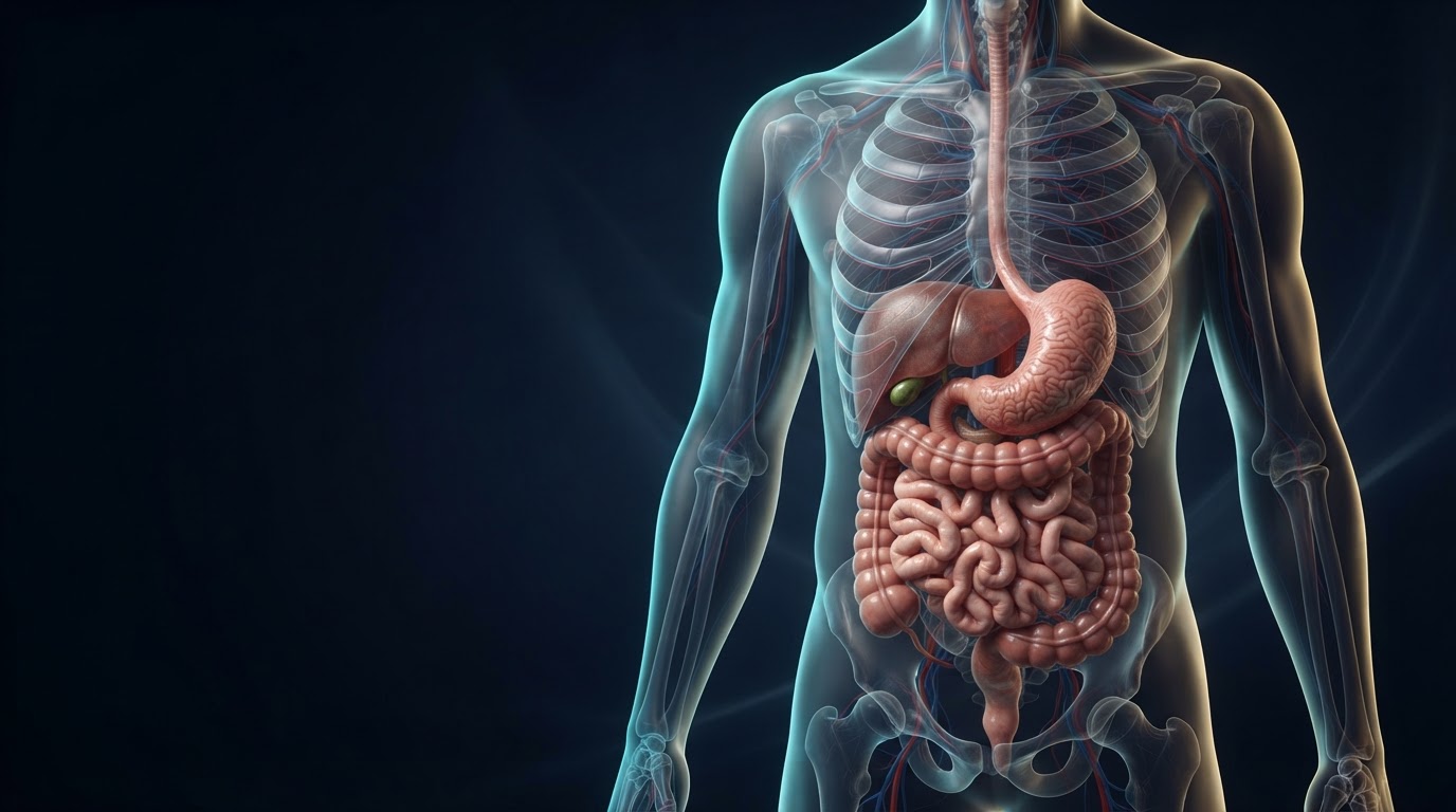 Imagen médica 3D sobre Aparato digestivo y microbiota